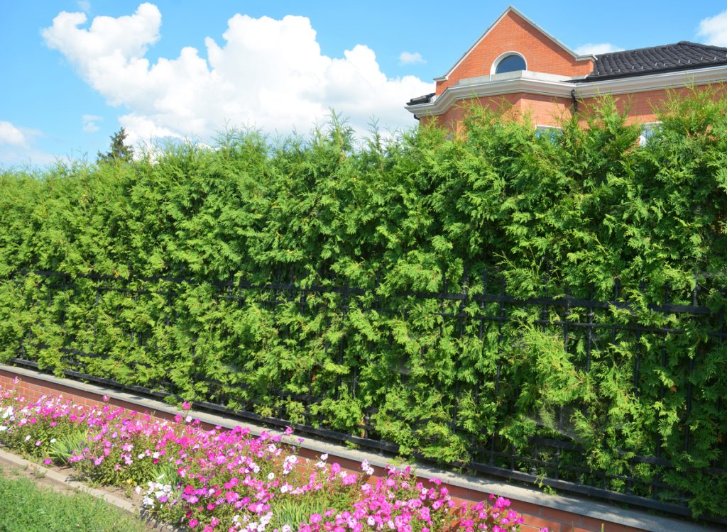 A privacy hedge planted next to a garden