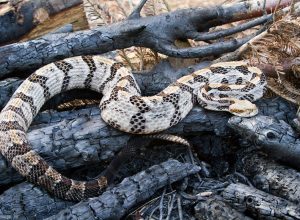 Venomous Timber Rattlesnake laying on logs