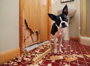A Boston Terrier standing next to a door he just chewed