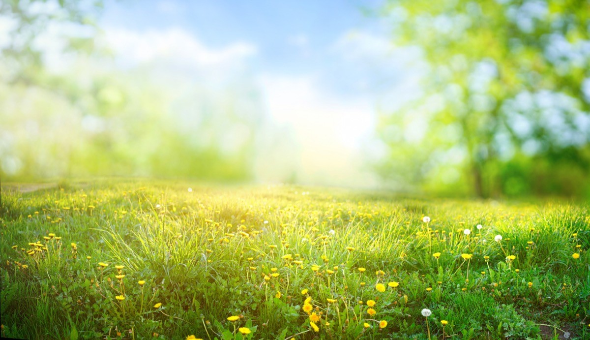 spring blossoms