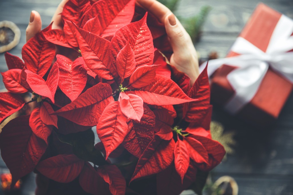 red poinsettia flower