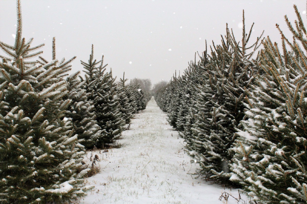 christmas trees covered in snow
