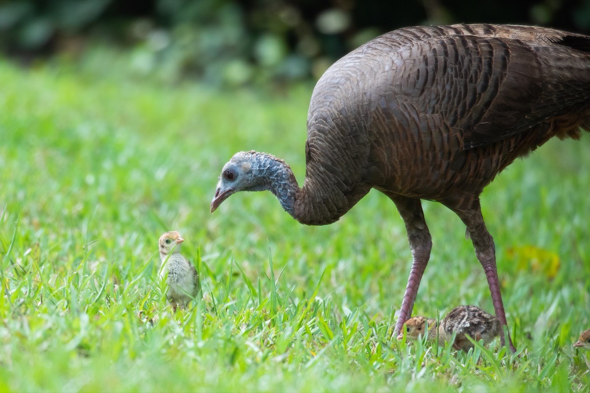 Turkey and chick