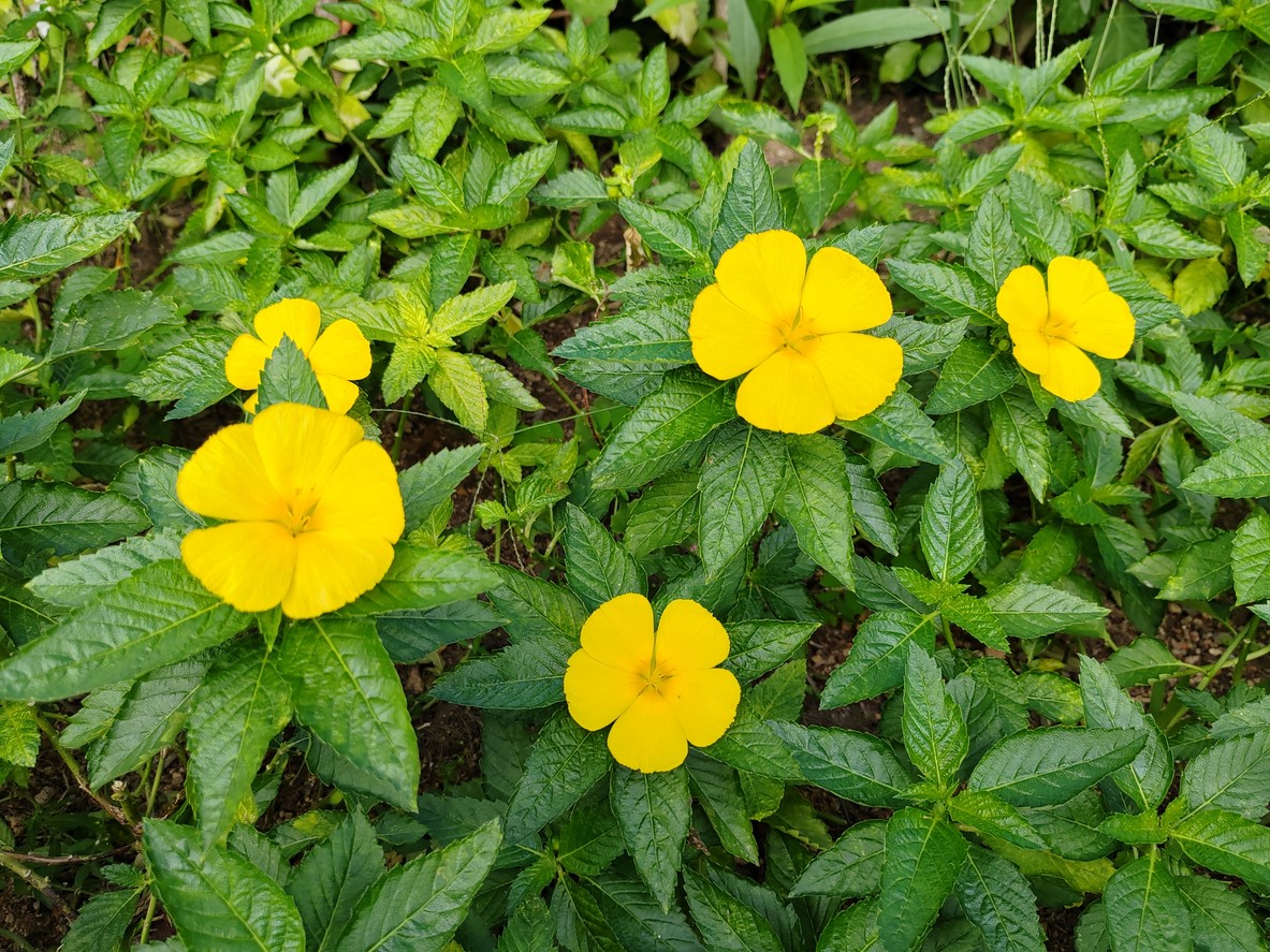 yellow alder plant