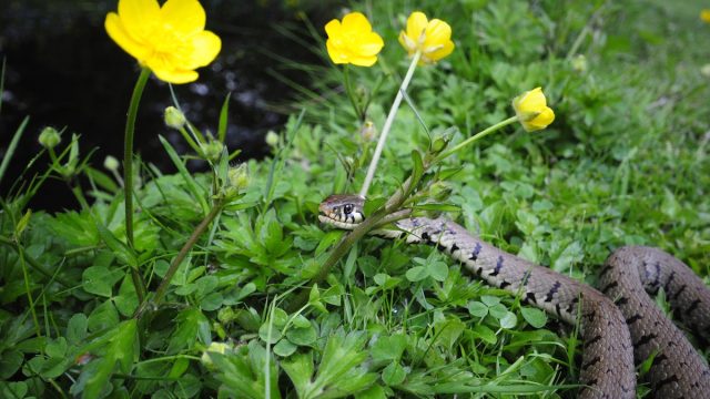 12 Plants That Will Keep Snakes Out of Your Yard, Pest Experts Say