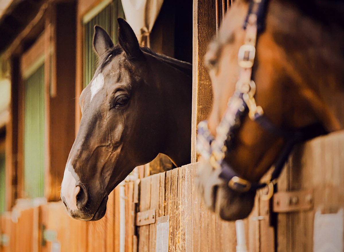 Race horses in a stable