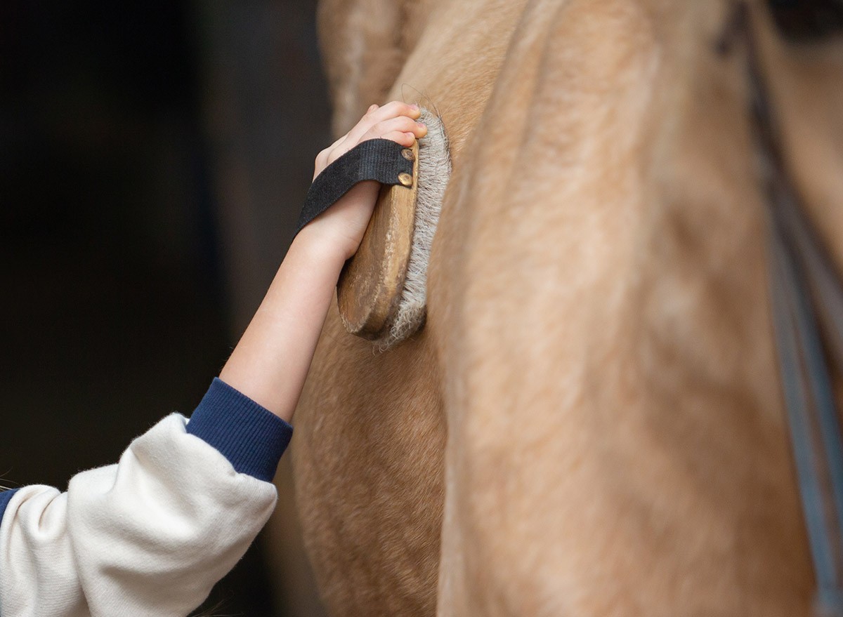 A horse being groomed