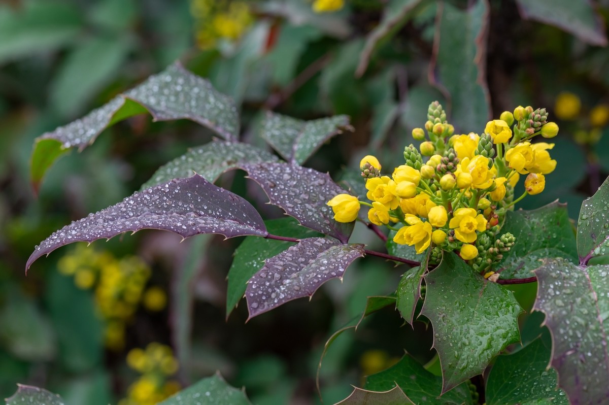 berberine plant