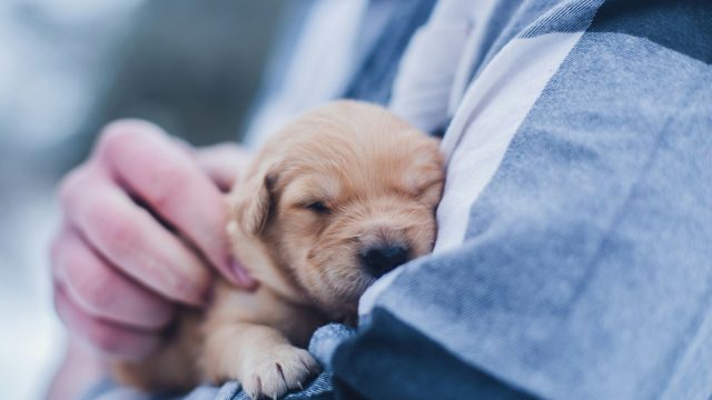 The 5 Biggest Benefits of Sleeping With Your Pet