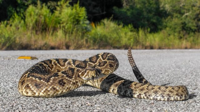 If You Smell This at Home, You May Have a Venomous Snake, Experts Say