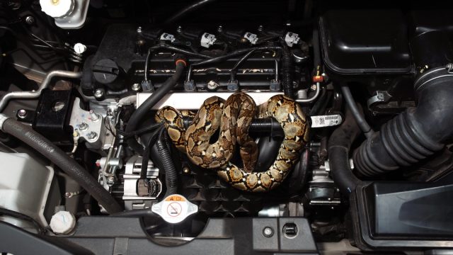 Drivers Across the Country Are Finding Snakes Hiding in Their Cars—Here's Why