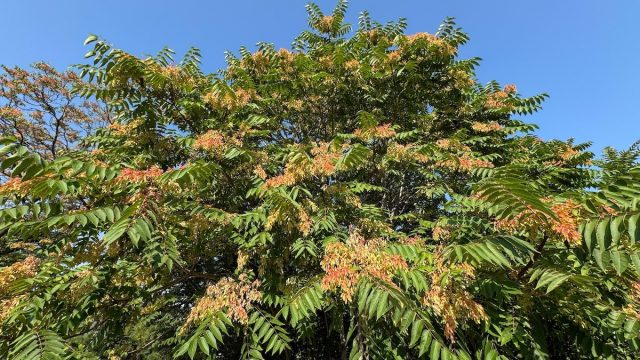 Kill This Invasive Tree Before It Kills Your Yard, Experts Warn