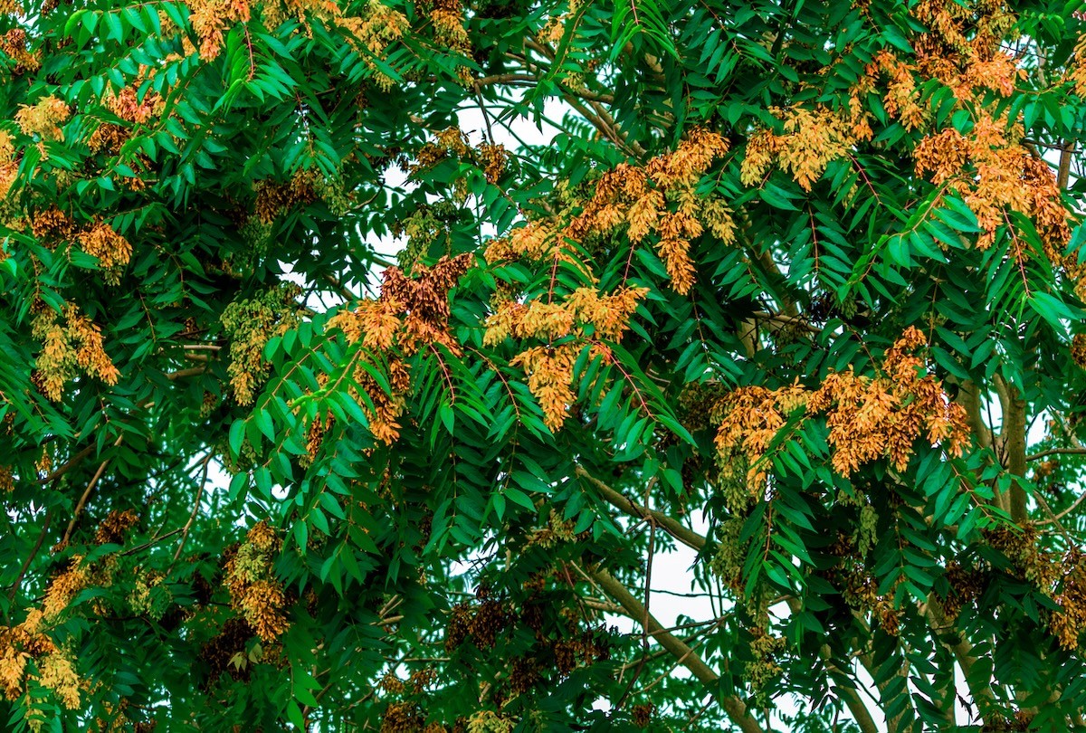 Tree of Heaven closeup