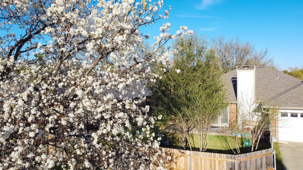 Blooming white flower of Bradford pear or Pyrus calleryana, Callery at typical backyard suburban single family home, Dallas, Texas, springtime blossom near roof shingles, wooden fence, clear sky. USA