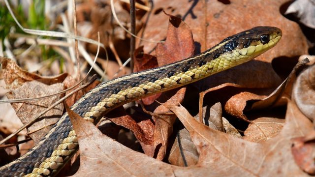 Top 10 Signs Snakes Are in Your Yard—And How to Get Rid of Them