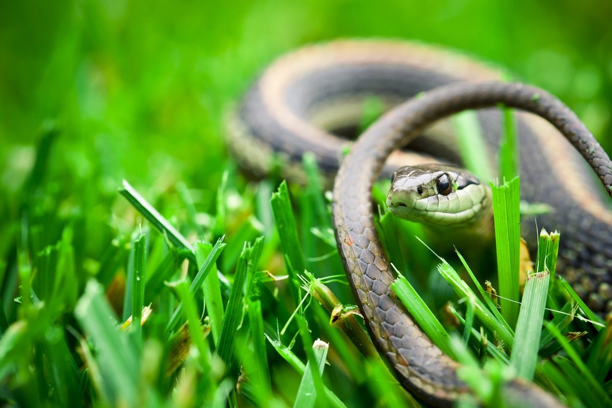 snake coiled in grass