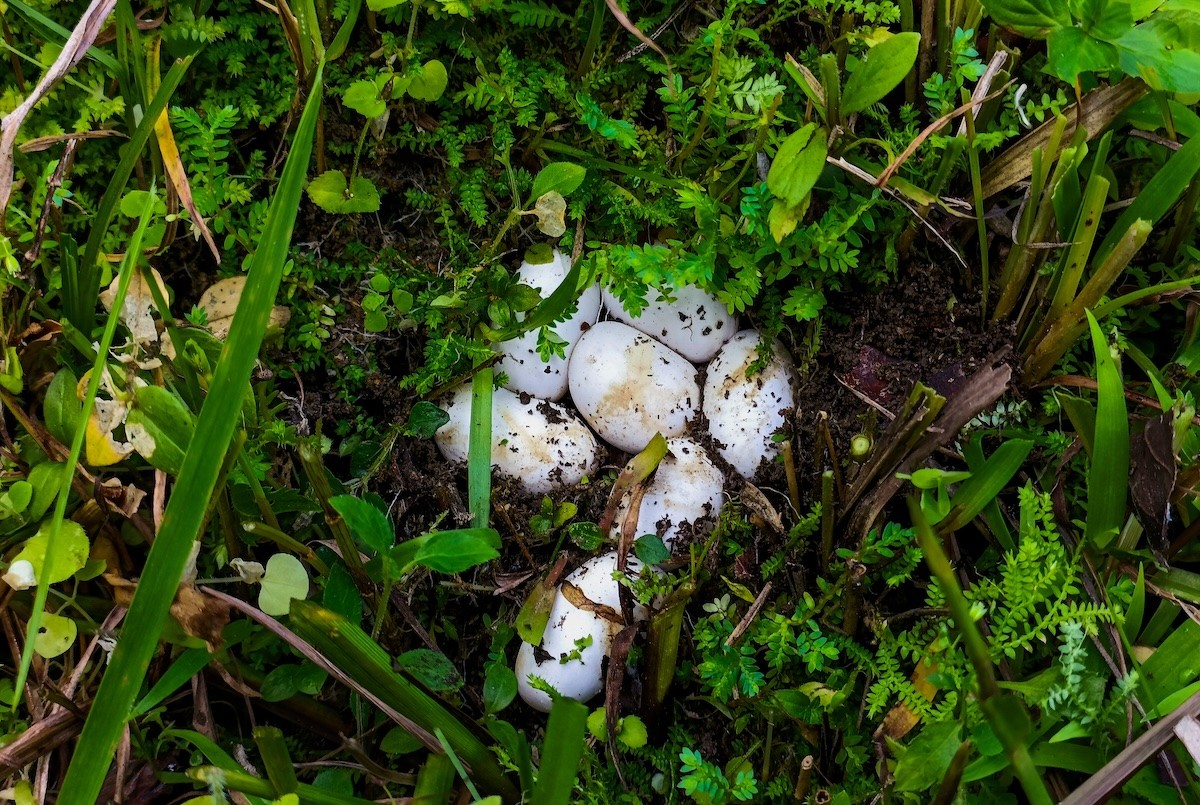 snake eggs in green garden