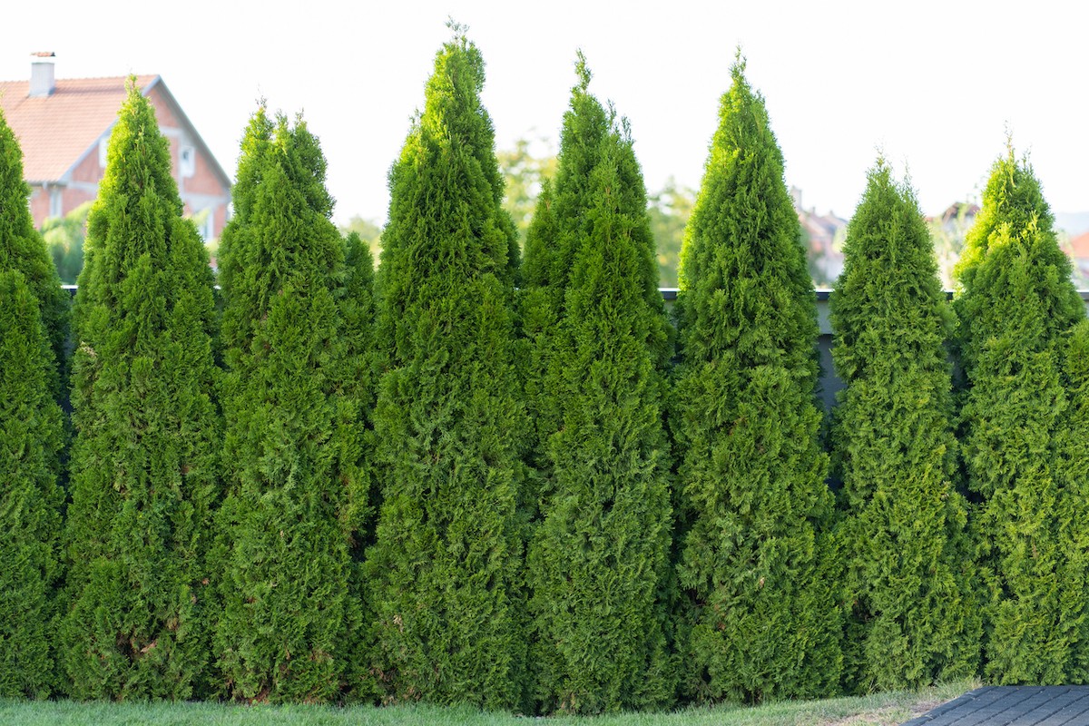 Green Giant arborvitae trees serving as a privacy fence in a backyard