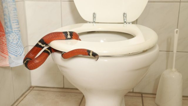 The No. 1 Way to Keep Snakes From Getting in Through Your Toilet