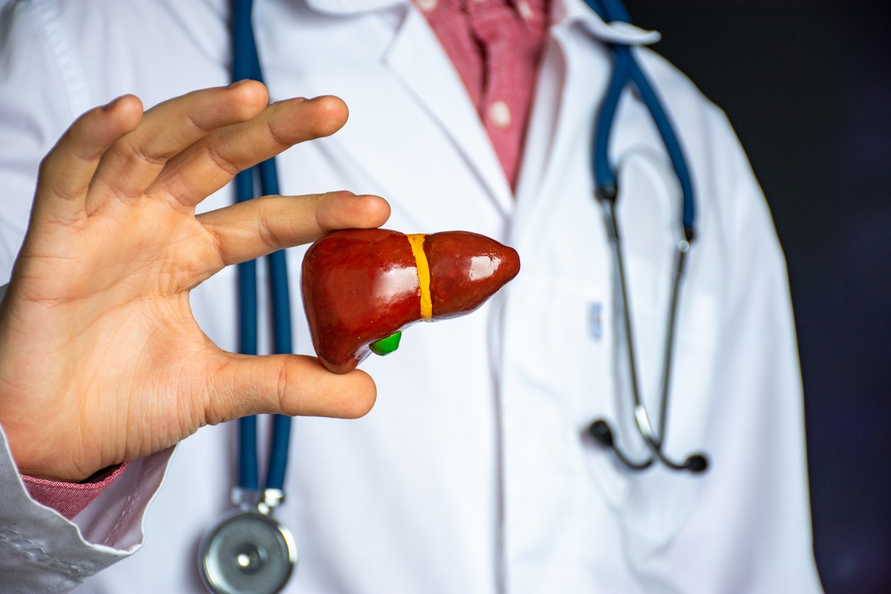 A close up of a doctor holding a model of a liver
