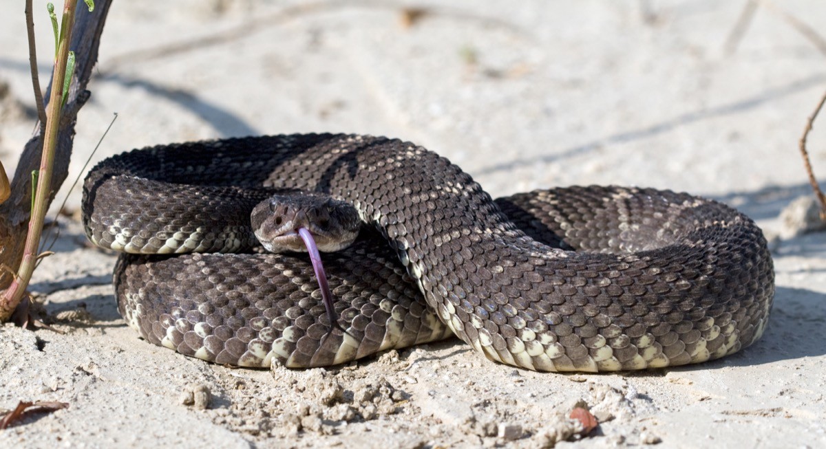 Southern Pacific Rattlesnake