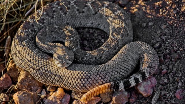 It's Rattlesnake Season—6 Warning Signs One is Near, Experts Say