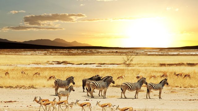 zebras on a safari